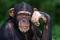 шимпанзе Рисунок взят с сайтаhttp://www.inauka.ru/animals/article52815.htm